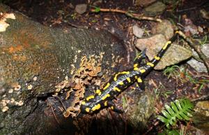 IMG_5147 (1024 x 665)